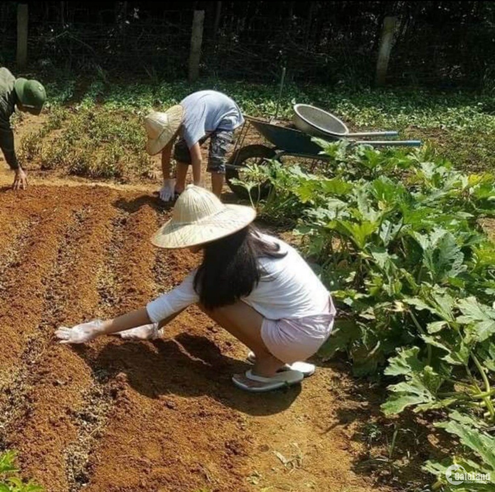 Xu Hướng Tìm Chọn Mua Đất Nền Tại Thành Phố Hồ Chí Minh Năm 2020